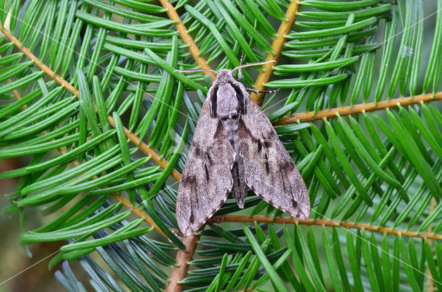 Dennenpijlstaart (Sphinx pinastri)