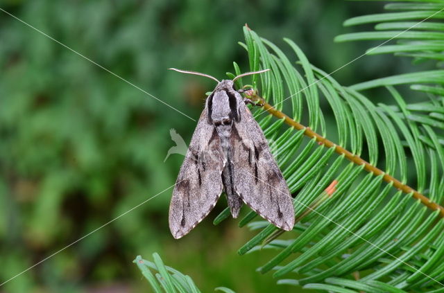 Dennenpijlstaart (Sphinx pinastri)