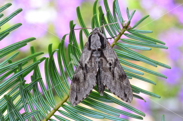 Dennenpijlstaart (Sphinx pinastri)