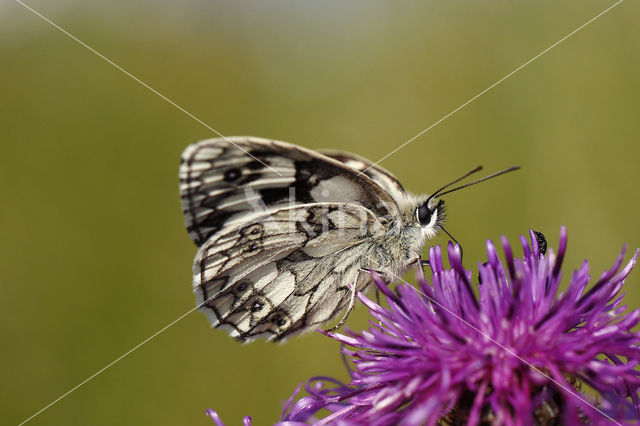 Dambordje (Melanargia galathea)