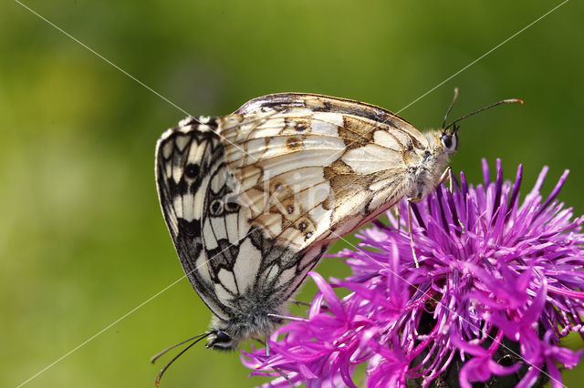 Dambordje (Melanargia galathea)