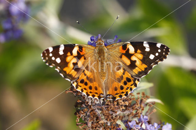 Distelvlinder (Vanessa cardui)