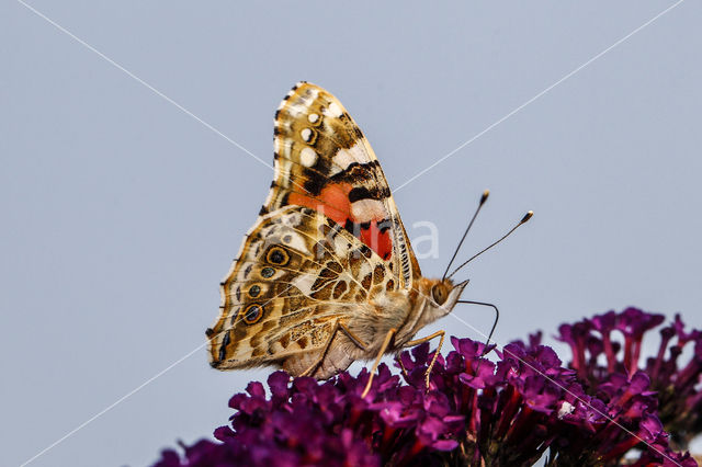 Distelvlinder (Vanessa cardui)