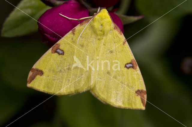 Brimstone Moth (Opisthograptis luteolata)