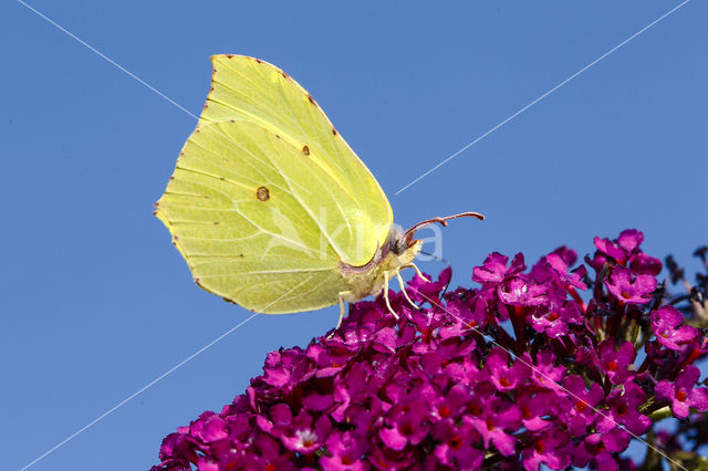 Citroenvlinder (Gonepteryx rhamni)