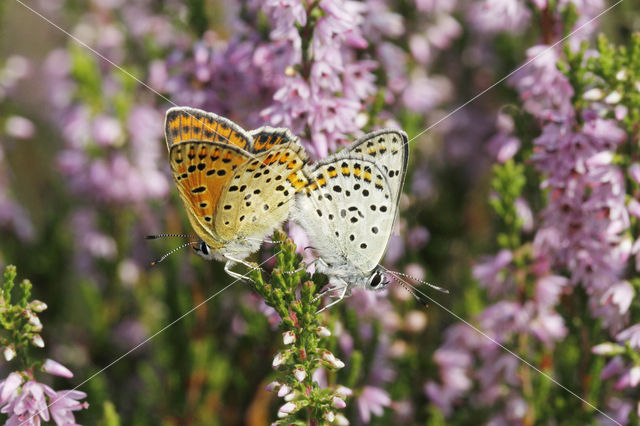 Sooty Copper (Lycaena tityrus)