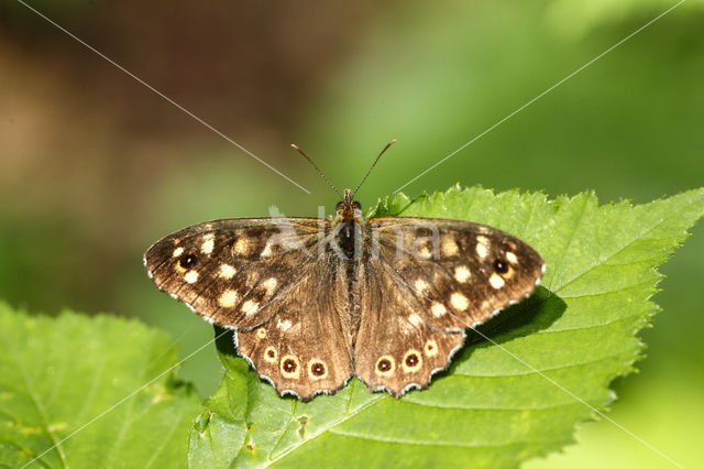 Speckled Wood (Pararge aegeria)