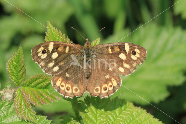 Speckled Wood (Pararge aegeria)