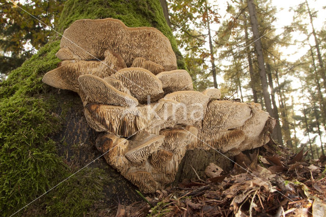 Oak Mazegill (Daedalea quercina)