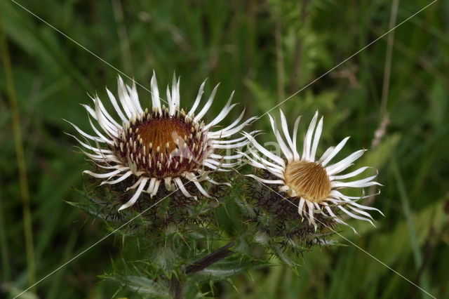 Carline Thistle (Carlina vulgaris)