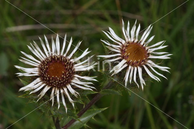 Carline Thistle (Carlina vulgaris)