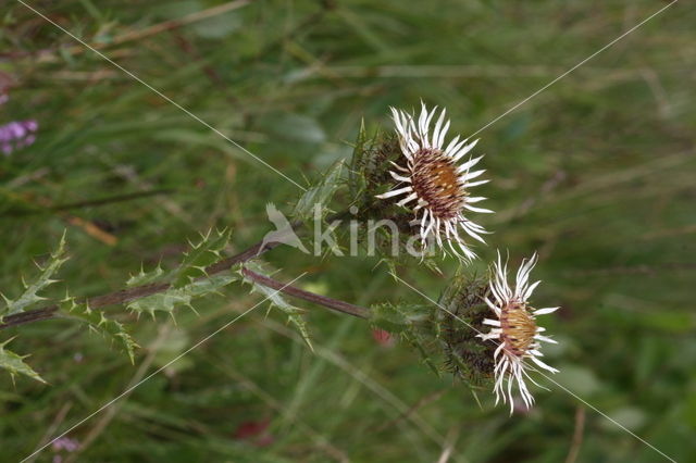 Driedistel (Carlina vulgaris)