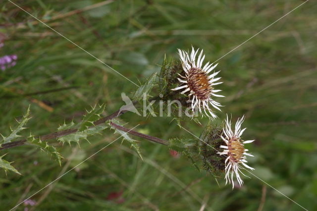 Carline Thistle (Carlina vulgaris)