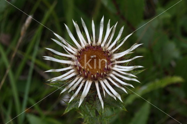 Carline Thistle (Carlina vulgaris)