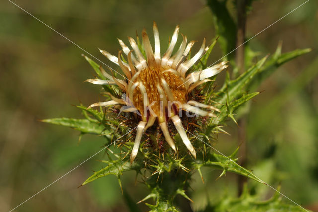 Carline Thistle (Carlina vulgaris)