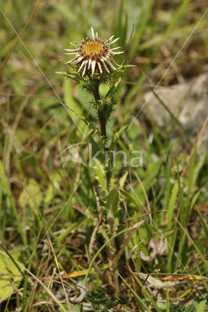 Carline Thistle (Carlina vulgaris)