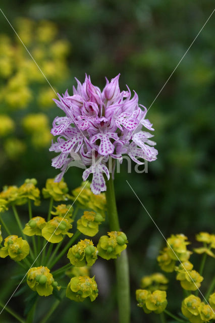 Drietandorchis (Neotinea tridentata)