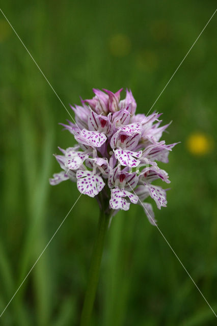 Drietandorchis (Neotinea tridentata)