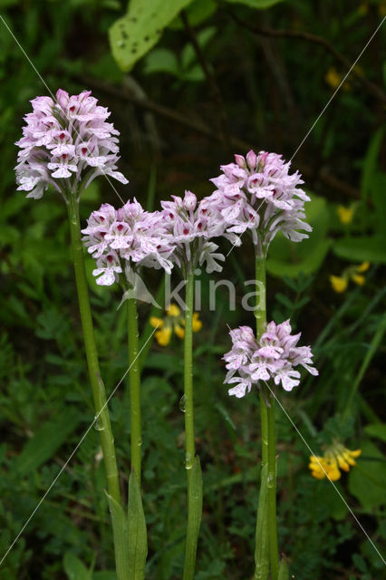 three-toothed orchid (Neotinea tridentata)