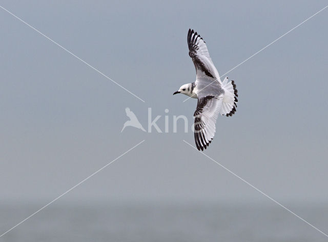 Black-legged Kittiwake (Rissa tridactyla)