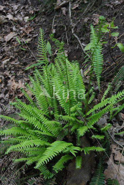 Hard Fern (Blechnum spicant)