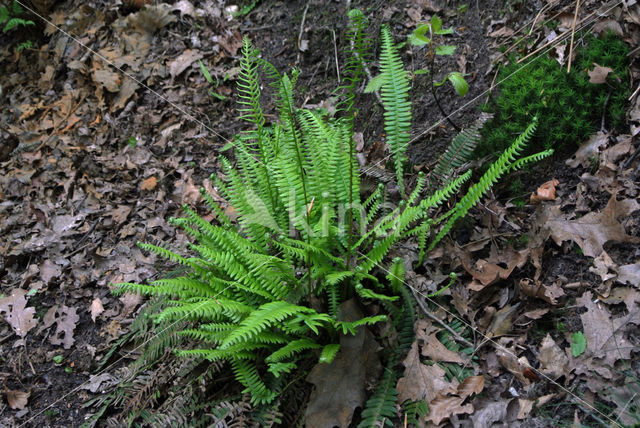 Dubbelloof (Blechnum spicant)