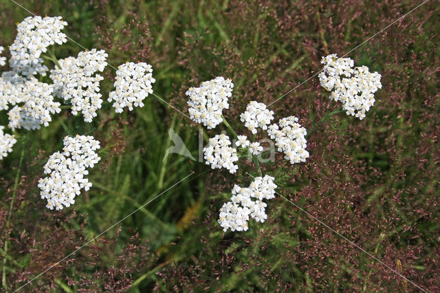 Duizendblad (Achillea millefolium Cerise Queen)