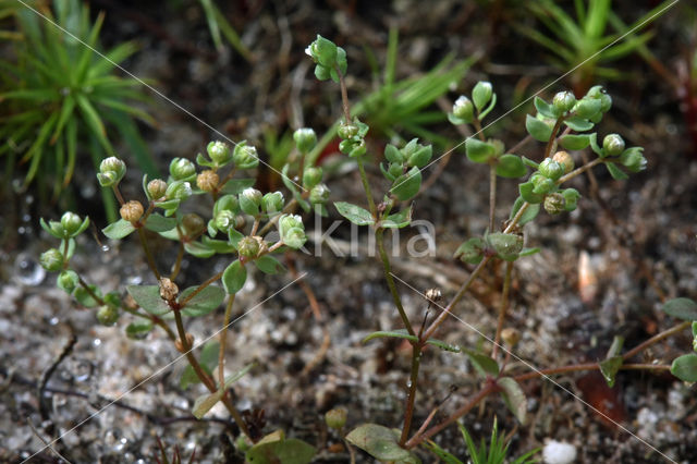 Dwergvlas (Radiola linoides)