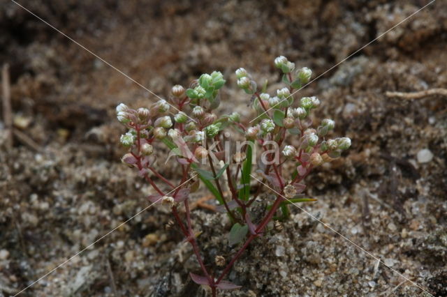 Dwergvlas (Radiola linoides)