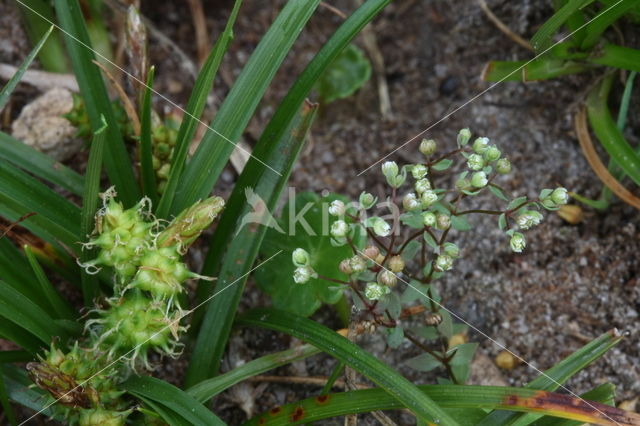 Dwergvlas (Radiola linoides)