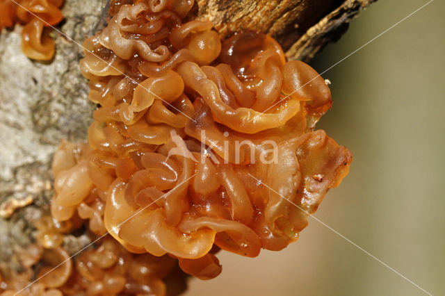 Jew's Ear (Hirneola auricula-judae)