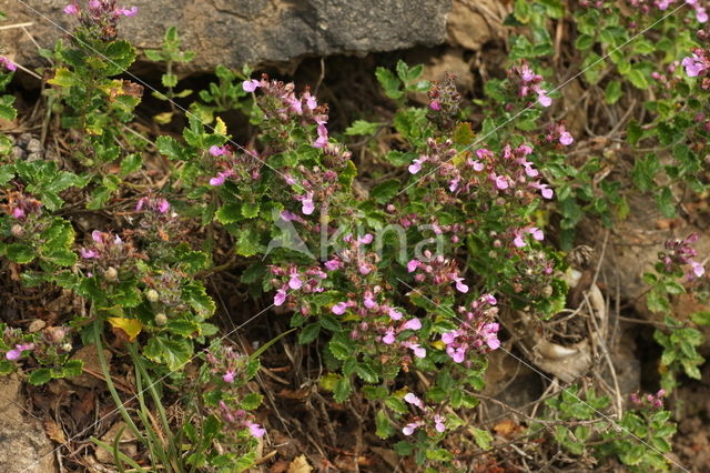 Echte gamander (Teucrium chamaedrys)