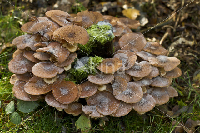 Echte honingzwam (Armillaria mellea)