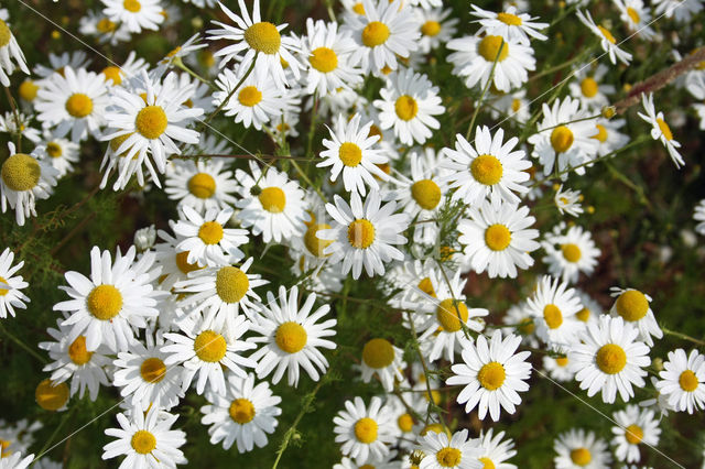 Wild Camomile (Matricaria recutita)