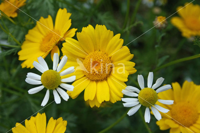 Echte kamille (Matricaria recutita)