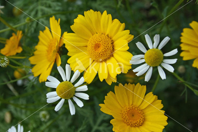 Echte kamille (Matricaria recutita)