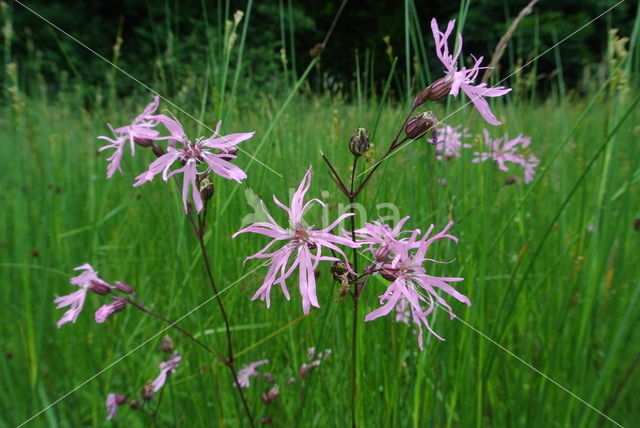 Echte koekoeksbloem (Lychnis flos-cuculi)