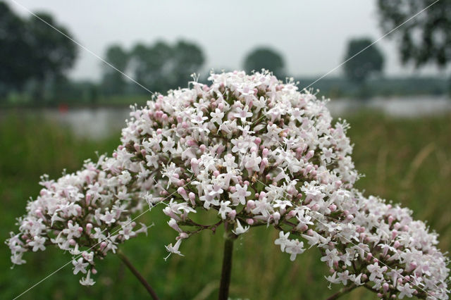 Common Valerian (Valeriana officinalis)
