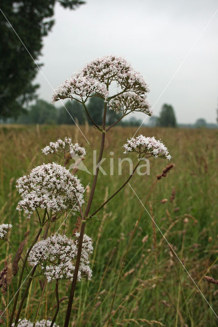 Common Valerian (Valeriana officinalis)