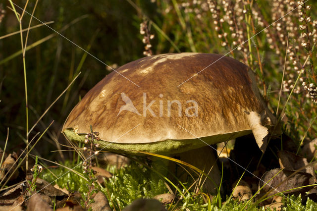 King Bolete (Boletus edulis)