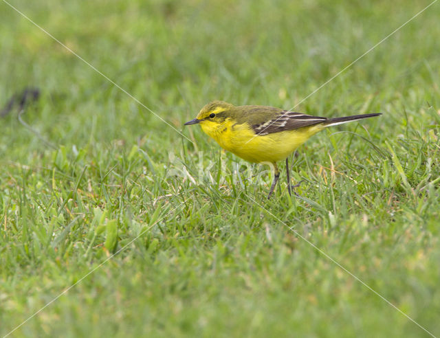 Engelse Kwikstaart (Motacilla flava flavissima)