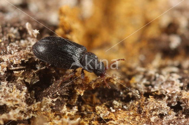 Enicmus rugosus