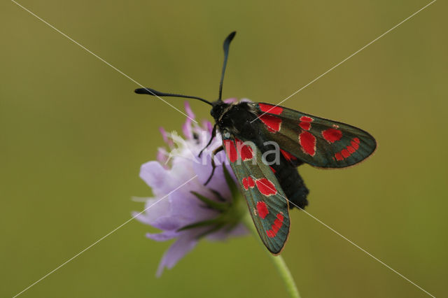 Esparcette zygaena (Zygaena carniolica)