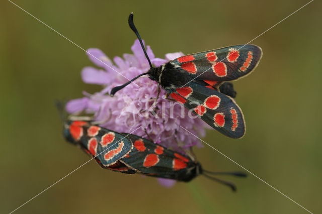 Esparcette zygaena (Zygaena carniolica)