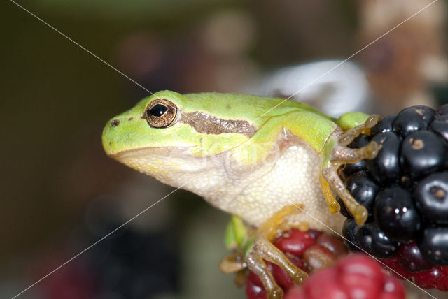 Europese boomkikker (Hyla arborea)