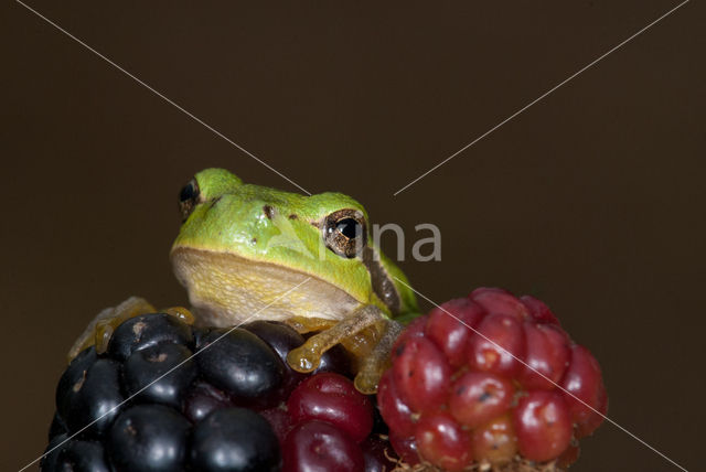 European Tree Frog (Hyla arborea)