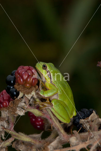 European Tree Frog (Hyla arborea)