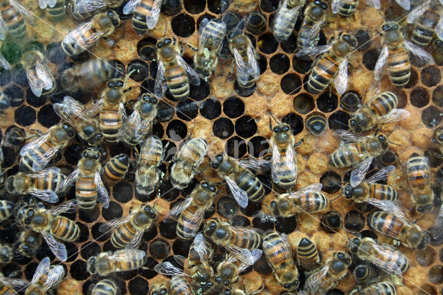 Europese Honingbij (Apis mellifera mellifera)