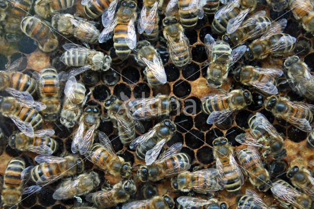 Europese Honingbij (Apis mellifera mellifera)