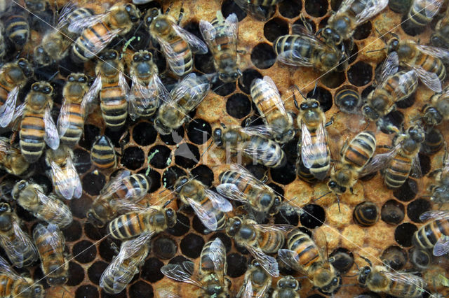 Europese Honingbij (Apis mellifera mellifera)